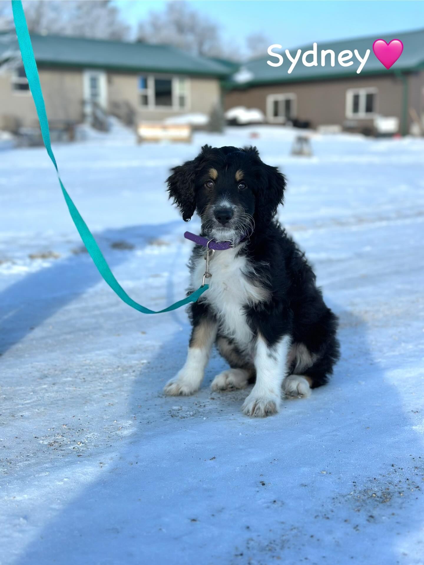 aussiedoodle | aussiedoodle puppies | aussiedoodle puppies for sale