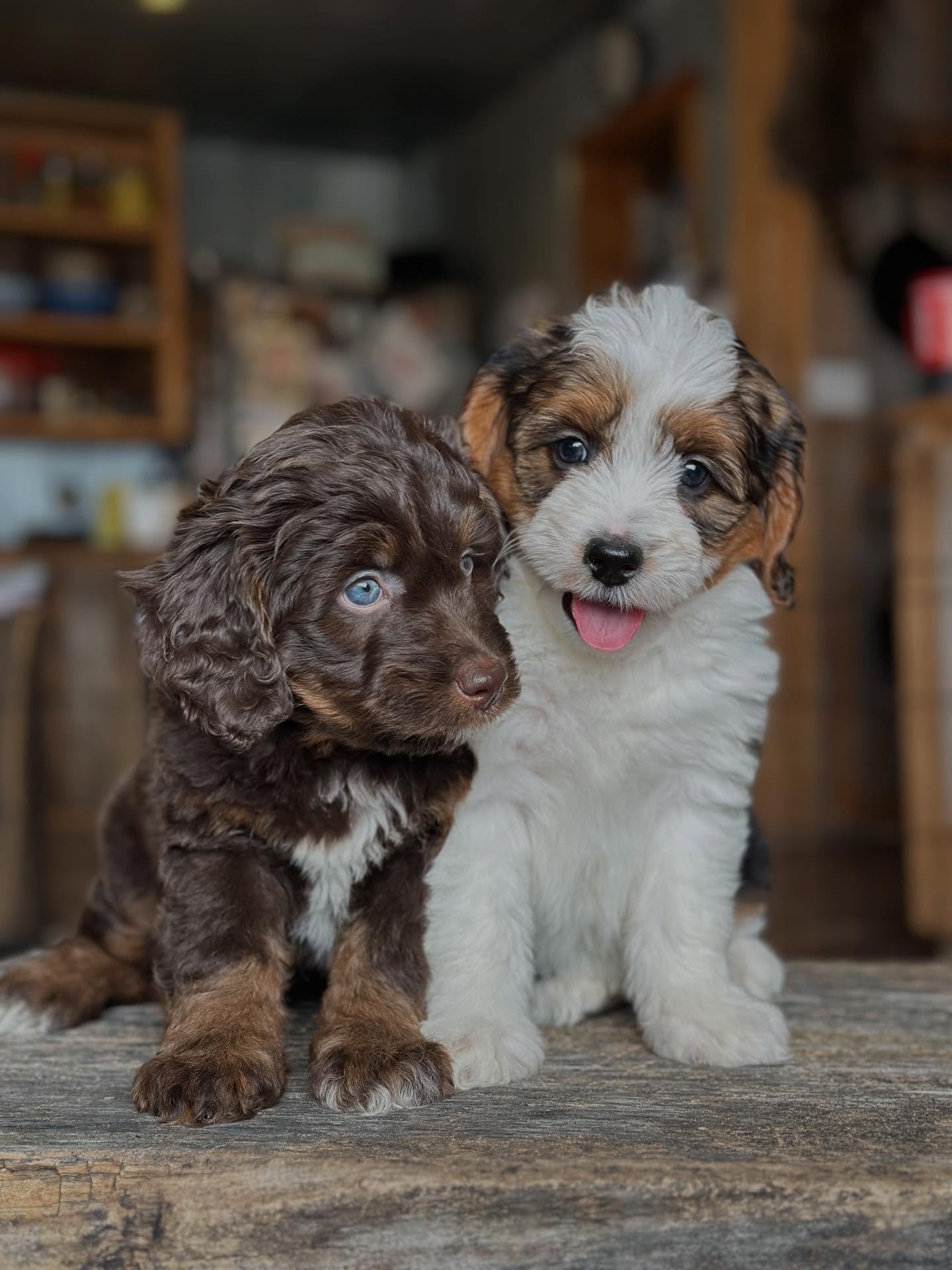 aussiedoodle | aussiedoodle puppies | aussiedoodle puppies for sale
