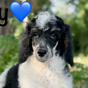 July Standard Poodle