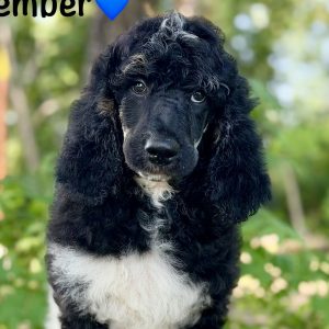 November Standard Poodle