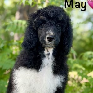 May Standard Poodle