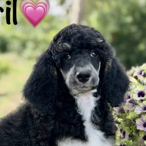 April Standard Poodle