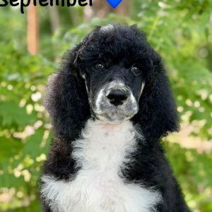 September Standard Poodle