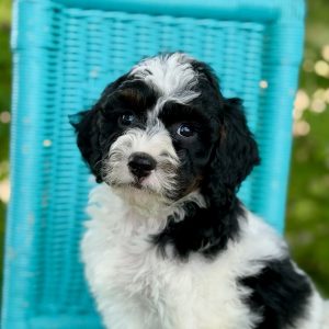 White F1b Aussiedoodle