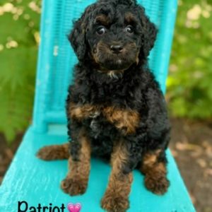 Patriot F1b Aussiedoodle