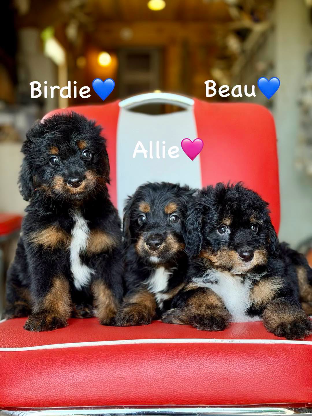761364239_2343833809694071_2449162250023522443_n aussiedoodle
