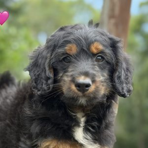 Allie F1 Aussiedoodle