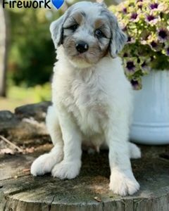 Firework F1b Aussiedoodle