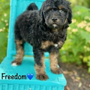 Freedom F1b Aussiedoodle