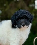 Red F1b Aussiedoodle