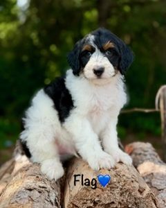 Flag F1b Aussiedoodle