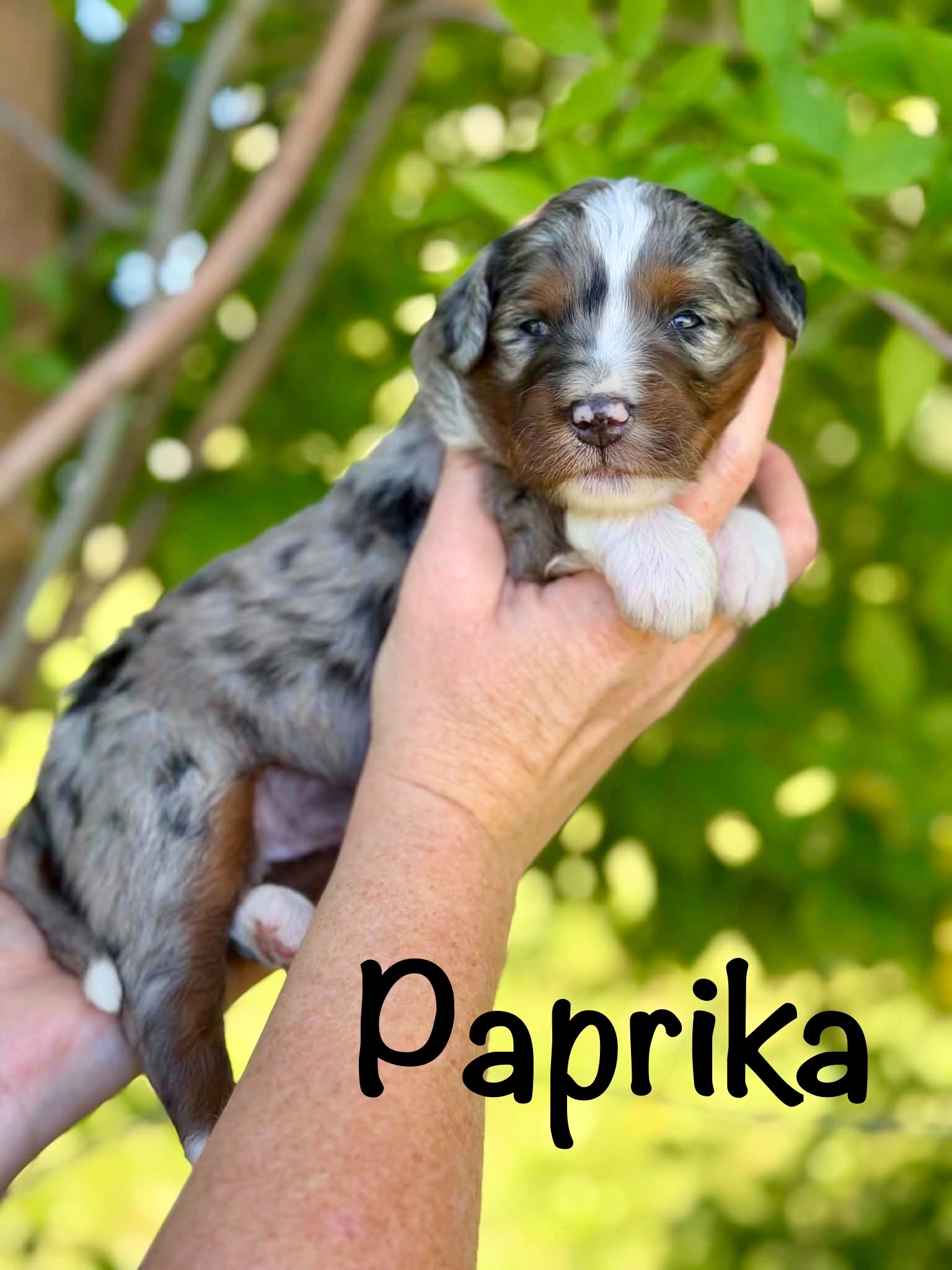 att.ghhzlsoxpwiwimmncd7aaxnxcf4s7mjmykr1wu2yhi0 available australian mountain doodle puppies