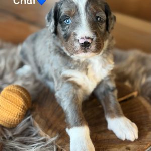 aussiedoodle puppies | finney ranch chia f1 australian mountain doodle