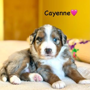 aussiedoodle puppies | finney ranch cayenne f1 australian mountain doodle