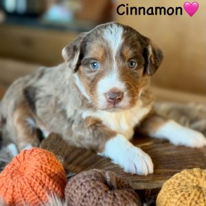 aussiedoodle puppies | finney ranch cinnamon f1 australian mountain doodle