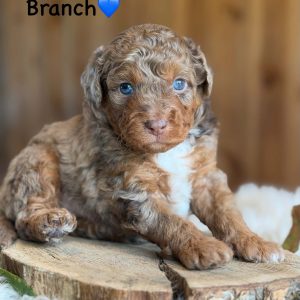 aussiedoodle puppies | finney ranch branch f1 aussiedoodle